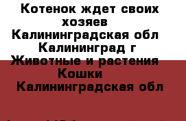 Котенок ждет своих хозяев - Калининградская обл., Калининград г. Животные и растения » Кошки   . Калининградская обл.